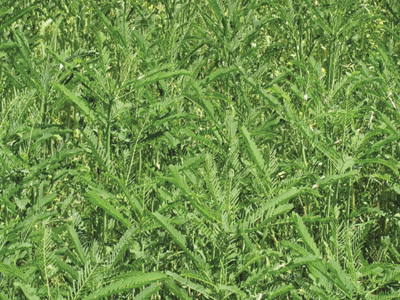 Photo shows Sesbania cover crop (a summer annual).